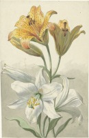 Картины - Жёлтые и белые лилии