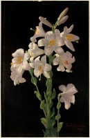 Картины - Пасхальные лилии