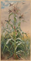 Картины - Поле индейской кукурузы