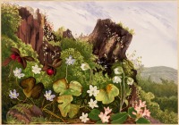 Картины - Эллен Роббинс. Луговые цветы и ягоды
