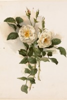 Картины - Белые розы
