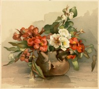 Картины - Корнелия Новелл. Белые и розовые цветы в вазе