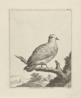 Картины - Зелёный цейлонский голубь на ветке