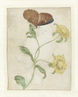 Картины - Бабочка на растении с жёлтыми цветами