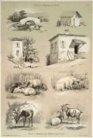 Картины - Животные и сельский дом