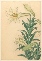 Картины - Белые лилии Теппоюри