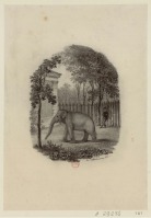Картины - Гаэтано Кателино. Зоопарк в Саду Короля в Париже