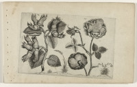 Картины - Ганс де Пассе. Роза и лесной орех, 1600-1604