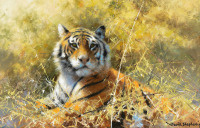 Картины - Дэвид Шепард. Тигр в буше