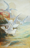 Картины - Джордж Рэнкин. Белые чайки над морем