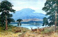Картины - Эндрю Рэнкин. Олени на берегу озера в Шотландских горах