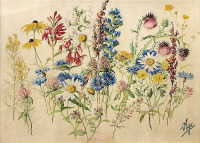 Картины - Ольга Александровна. Луговые цветы и травы