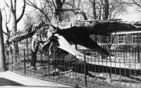 Калининград - Фрагмент скелета кашалота в калининградском зоопарке