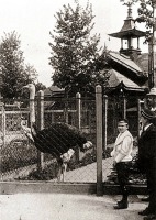 Калининград - Кёнигсбергский зоопарк. Возле ограждения вольера с ламами и страусами.