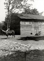 Калининград - Кенигсбергский зоопарк. Вольер с крупным рогатым скотом породы анколе-ватусси.