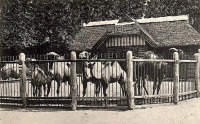 Калининград - Кёнигсбергский зоопарк. Верблюды с молодняком.