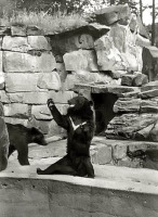 Калининград - Кёнигсбергский зоопарк. Вольер с гималайскими медведями.