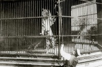 Калининград - Кёнигсбергский зоопарк. Королевский тигр.