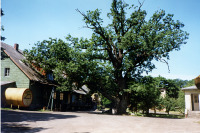 Ладушкин - Легендарный 800-летний дуб.