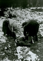 Ленинградская область - Женщины отрезают куски мяса с трупа убитой лошади