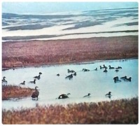 Красноярский край - Таймыр. Утки приземлились на тундровом озере