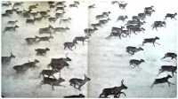 Красноярский край - Стада диких северных оленей кочуют по таймырской тундре